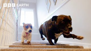 Abandoned Puppy Gets Foster Brother  Wonderful World of Puppies  BBC Earth [upl. by Aisanahta]