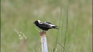 Bobolinks and more [upl. by Sidalg]