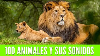 100 ANIMALES PARA NIÑOS Aprende los nombres de los animales y sus sonidos🦁🐯🐨 [upl. by Ronda]