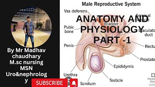 🔥MALEREPRODUCTIVESYSTEM🔥LEC1 ANATOMYAND PHYSIOLOGYPART1🔥anatomy malereproductivesystem youtube [upl. by Remo874]