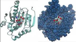 Molecular dynamics simulation of an HSP90  inhibitor complex [upl. by Benjie29]