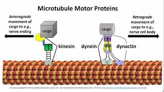 3252 Microtubule Motor Proteins [upl. by Leahcimluap]