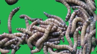 ricospassmusic Free green screen effect  worms maggots super worms [upl. by Llib270]