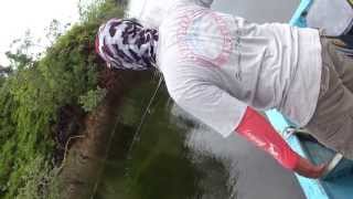 Siakap 5kg on zerek live shrimp 155gr [upl. by Windsor]