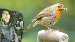 Robins Nesting in Our Garden Wildlife Film [upl. by Felicio]