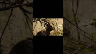 Do you know Sitatunga shorts ai wildlife [upl. by Diantha]