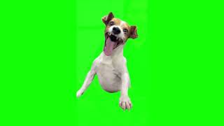 Green Screen Laughing Dog Meme [upl. by Wadsworth592]