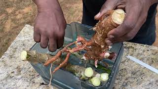 Propagating ￼my cassava cuttings part 1 PGTV101 [upl. by Peppi704]