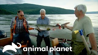 Are Kaluga Fish Preying on Humans in the Amur River  River Monsters  Animal Planet [upl. by Nortyad181]