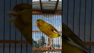 chant canaries singingcanary for trainingcanário canarias fypシ゚viral [upl. by Sekoorb217]