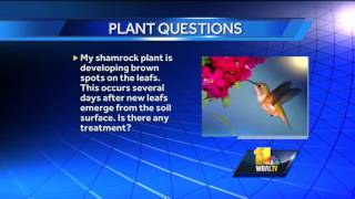 May 6 Gardening questions answered [upl. by Nurat]