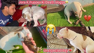 Jora K Puppes Ki Death Hogye💔Unexpected Morning😢 [upl. by Newg]