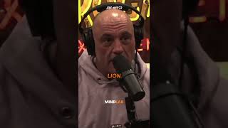 Joe Rogan On His WILD Mountain Lion Encounter🤯 [upl. by Lindsy]