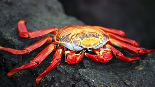 Crabs for Children with Pronunciation and with photos [upl. by Aohk944]