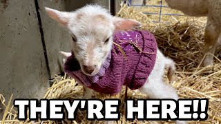 THEY HAVE ARRIVED winter lambing 2023 BEGINS  Vlog 738 [upl. by Einitsed]