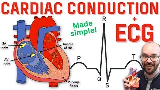 Heart Conduction System amp ECG EKG [upl. by Ynafit580]