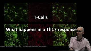 What do Th17 cells do [upl. by Lifton896]