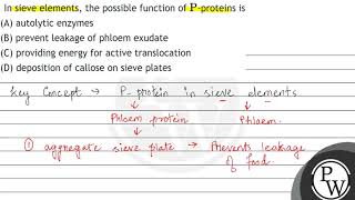 In sieve elements the possible function of \ \mathrmP \proteins is A autolytic enzymes [upl. by Esinehs597]