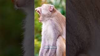 What do you feel after seeing the monkeys gaze B Macaca Macaco Macaque Bandar Monkey Kothi [upl. by Lauryn]