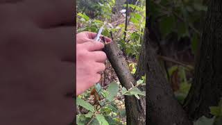 Grafting Methods for Plants grafting fruittrees shorts plants farming [upl. by Aerdnad]