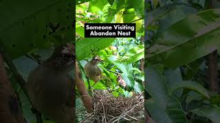 Bulbul Bird Explores Abandoned Nest After Mom amp Little Treepie Leave Their Home [upl. by Kieryt944]