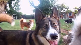 Dogs playing outside GUARANTEED to make you smile Most watched video top let your dog listen [upl. by Trista135]