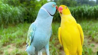 Indian Ringneck parrot parakeet  parrots natural sounds [upl. by Leirum943]