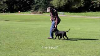 Gundog Training  How to Start a Puppy in Heel Work by Gundog Dummies [upl. by Zackariah840]