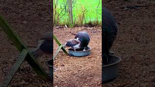 Beautiful Peafowl Peahen and peachick peafowl birds nature [upl. by Tabby]