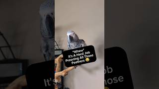 Bird Exhausted From Preening Feathers 🤣 pets animals birds talkingparrot parrot funny cute [upl. by Brennan201]