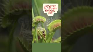 Why do some plants eat insects  Insect eating plants  Venus fly trap  Pitcher Plant shorts [upl. by Anyk]