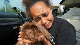 TIANA CRIED TIANAS PUPPY IS COMING HOME [upl. by Deelaw]