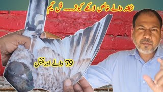 Nankana wale Lakhay Kabootar 11 Number 79 wale Lakhay 03004644338 Riaz  Pigeons World by Riaz [upl. by Idden643]