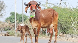 Aamir pathan aravali dairy gir cow Kishangarh is live 9414745465 [upl. by Marillin]