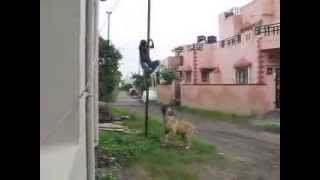 BULL MASTIFF dog attack [upl. by Yzzik]