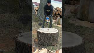 Strong hornbeam tree woodworking firewood [upl. by Boyt]