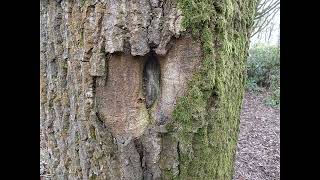 Types of Tree Bark Damage and how they Seal Wounds [upl. by Eceinaj]