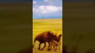 Wildebeest fight back against lion hunting short [upl. by Edelson]