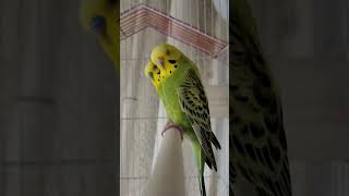 This will make your budgies happy  Budgie Singing Budgie Sounds [upl. by Iliam737]