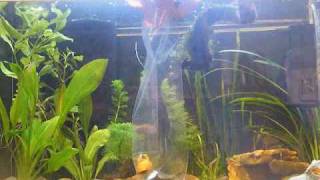 AE  How to Introduce snails into a tropical aquarium [upl. by Vilhelmina931]