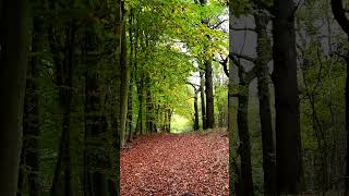 Autumn Walk in Wytham Woods [upl. by Etteloc]