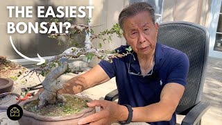 The BEST Starter Material for Bonsai Beginners [upl. by Tan]