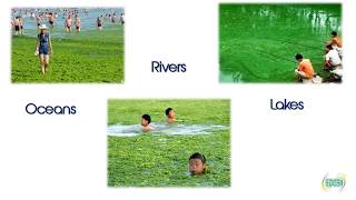 Eutrophication Causes and cure [upl. by Bucella]