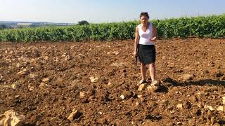 Géologie du climat Les Amoureuses de ChambolleMusigny par Françoise Vannier géologue [upl. by Reisfield454]