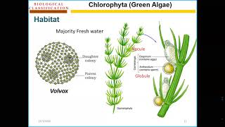 Chlorophyta thallus Online lecture [upl. by Jahdal]