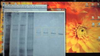Using ImageJ to quantify protein bands on a PAGE gel [upl. by Arezzini]