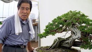 Kimura Techniques  Juniper Bonsai design amp fertilizing [upl. by Giselle]