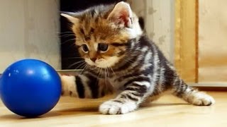 Im Paris the most playful Cute and Funny girl Kitten [upl. by Assilrac467]