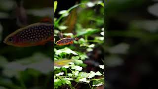 Galaxy Rasbora With Green Kubotai shorts fishkeeping fishkeeper fishtank fish aquarium [upl. by Fridlund]