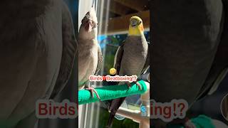 🤣Birds❤️Beatboxing⁉️Shout out to Luna’s Flock lunab1rd [upl. by Strauss]